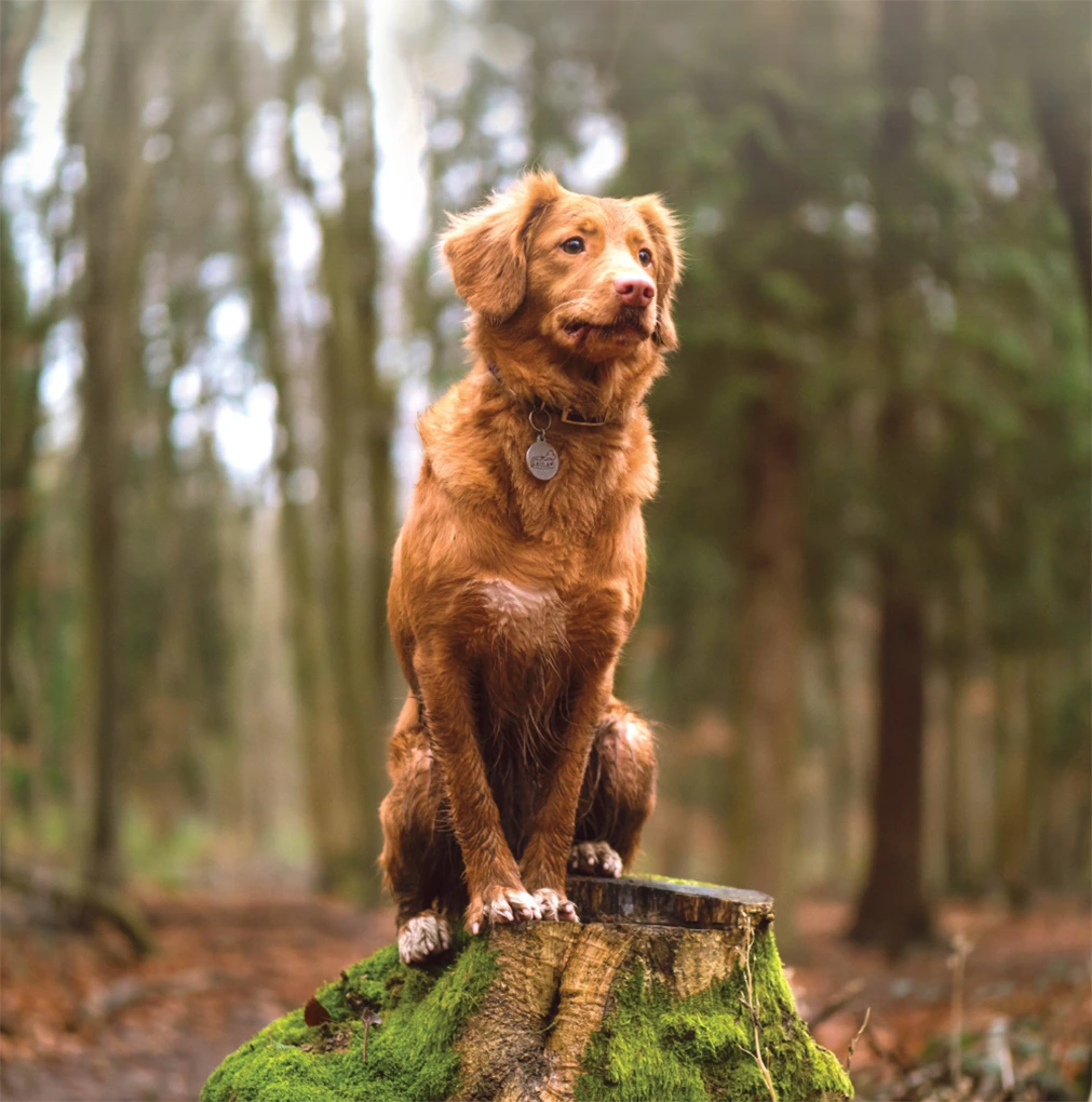 Dresirani pas za truffle hunting u šumi